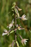 Epipactis palustris. Верхушка соцветия. Санкт-Петербург, пос. Можайский, травяное болото на берегу Дудергофского озера. 03.07.2010.