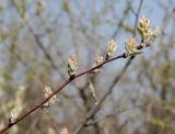 Amelanchier spicata