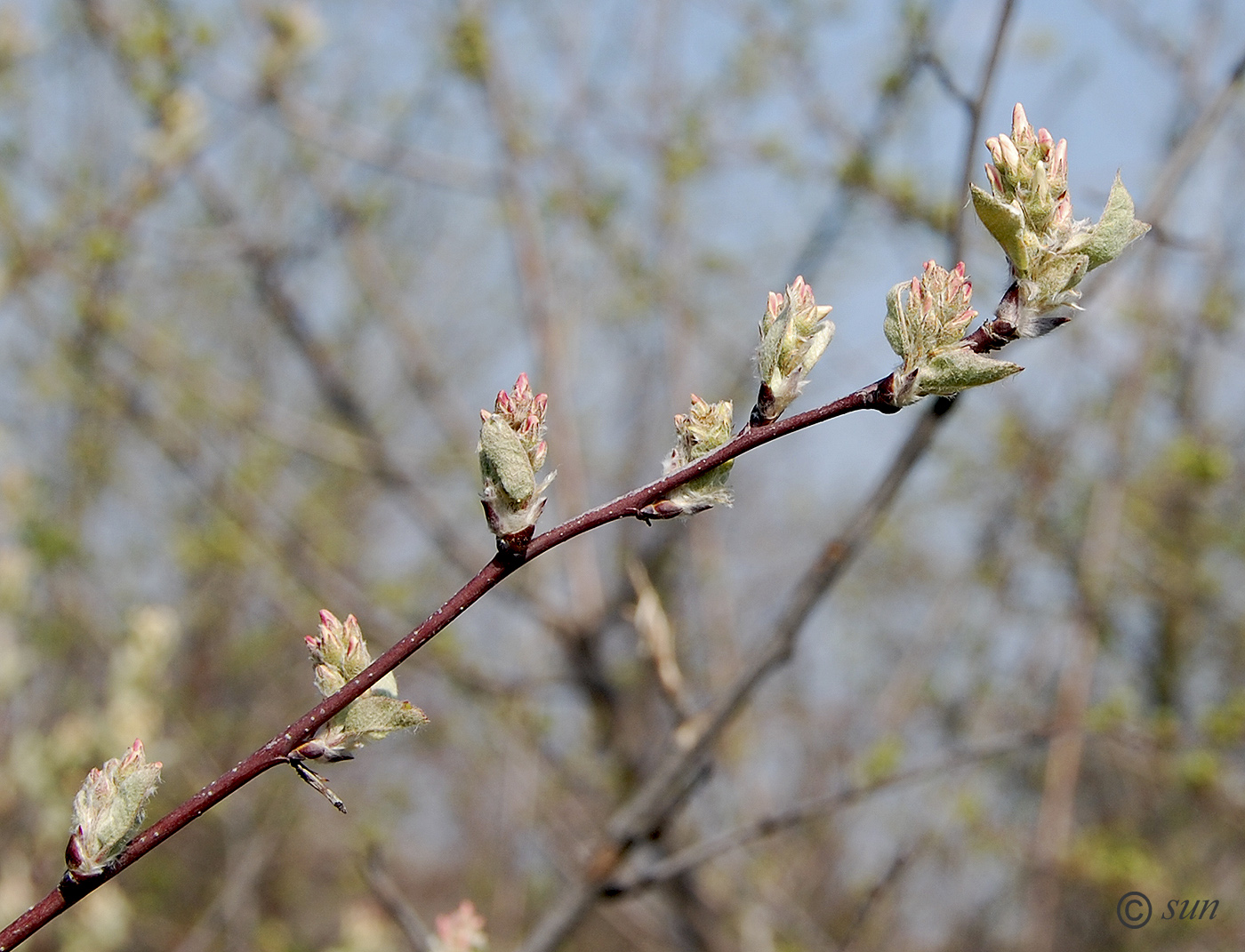 Изображение особи Amelanchier spicata.