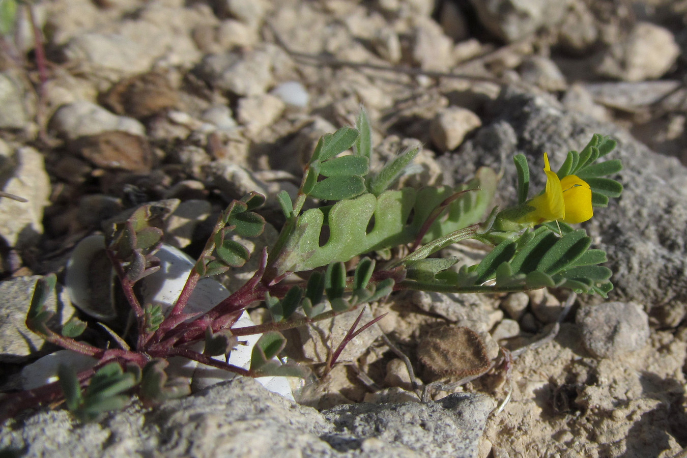 Image of Hippocrepis biflora specimen.