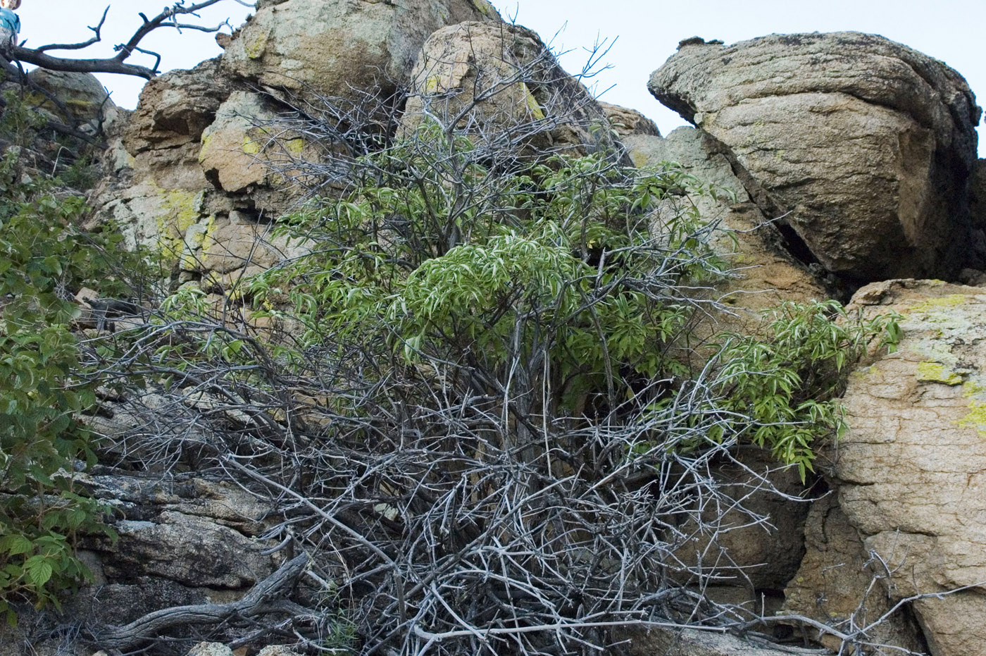 Image of Sambucus sibirica specimen.