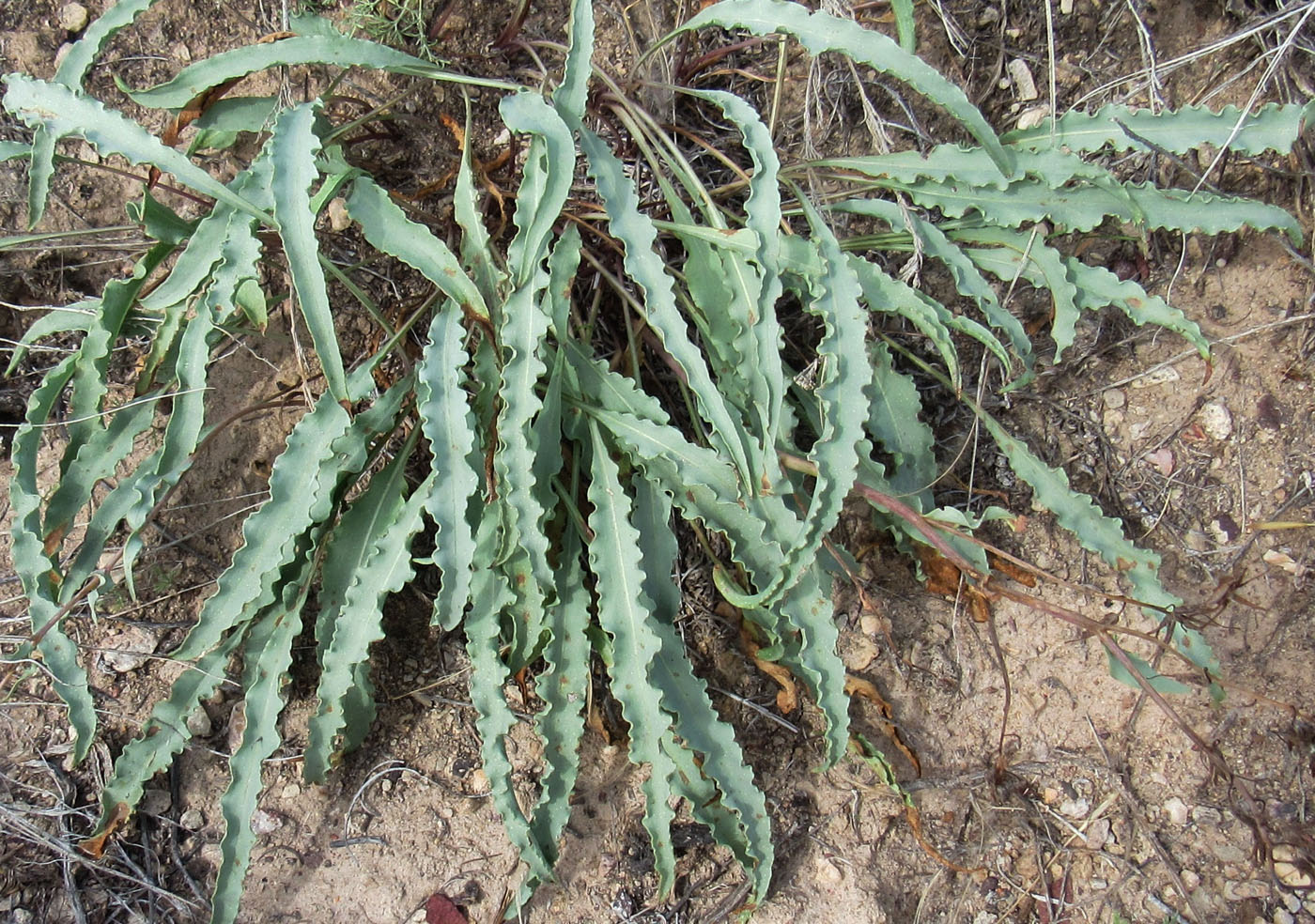 Image of genus Rindera specimen.