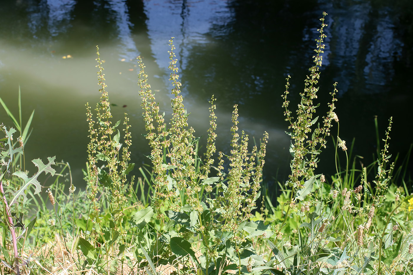 Изображение особи Rumex chalepensis.