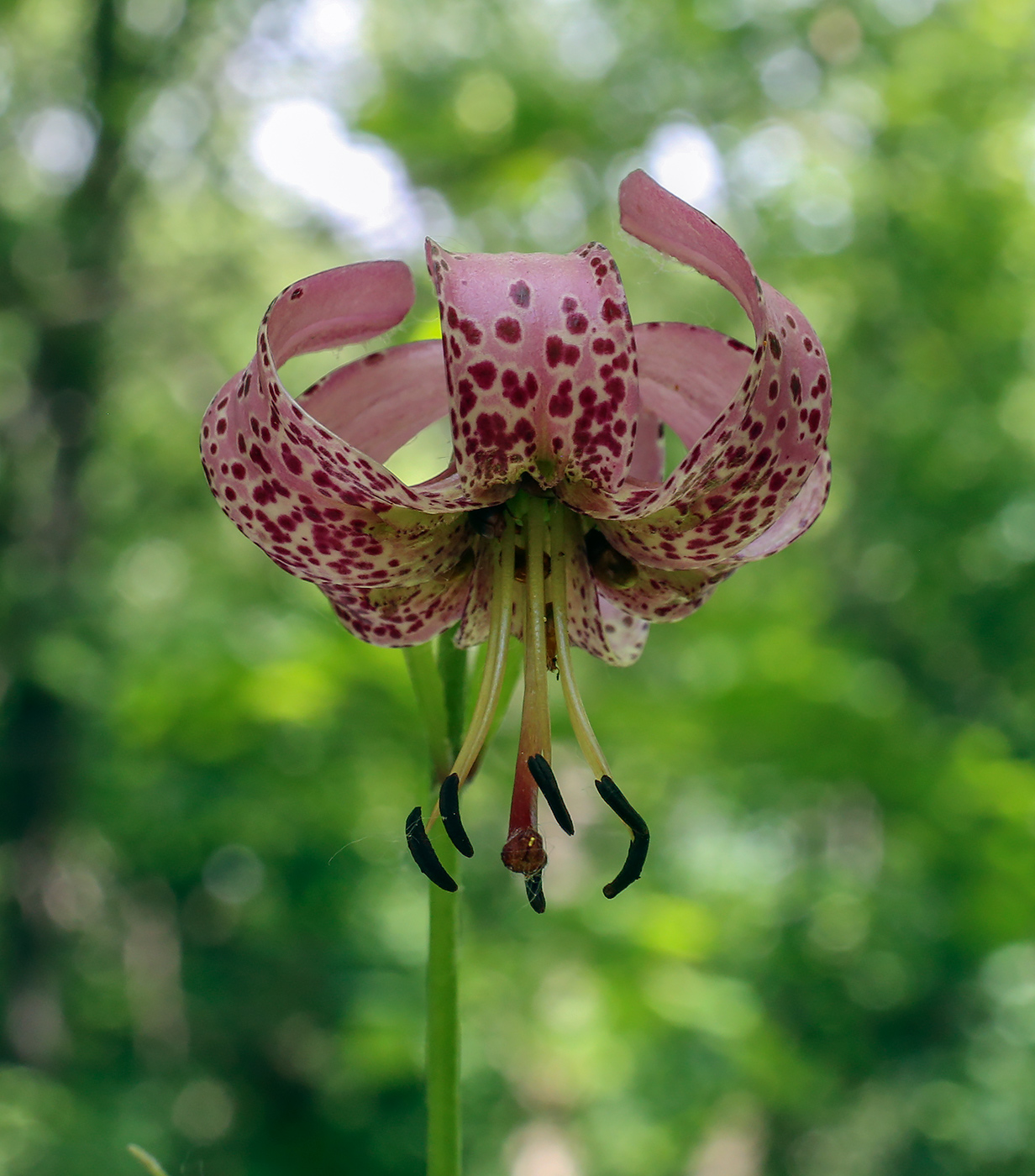 Image of Lilium pilosiusculum specimen.