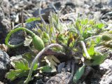 Papaver alboroseum. Растение с бутонами. Камчатский край, Елизовский район, природный парк \"Вулканы Камчатки\", Авачинский перевал, 980 м н.у.м., горная тундра. каменистый склон. 12.07.2010.