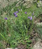 Campanula hohenackeri. Цветущее растение. Кабардино-Балкария, Эльбрусский р-н, окр. г. Тырныауз, ок. 1400 м н.у.м., каменистый склон. 05.07.2019.