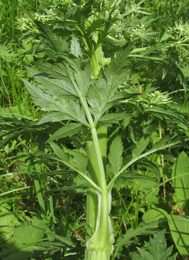 Image of Pleurospermum uralense specimen.