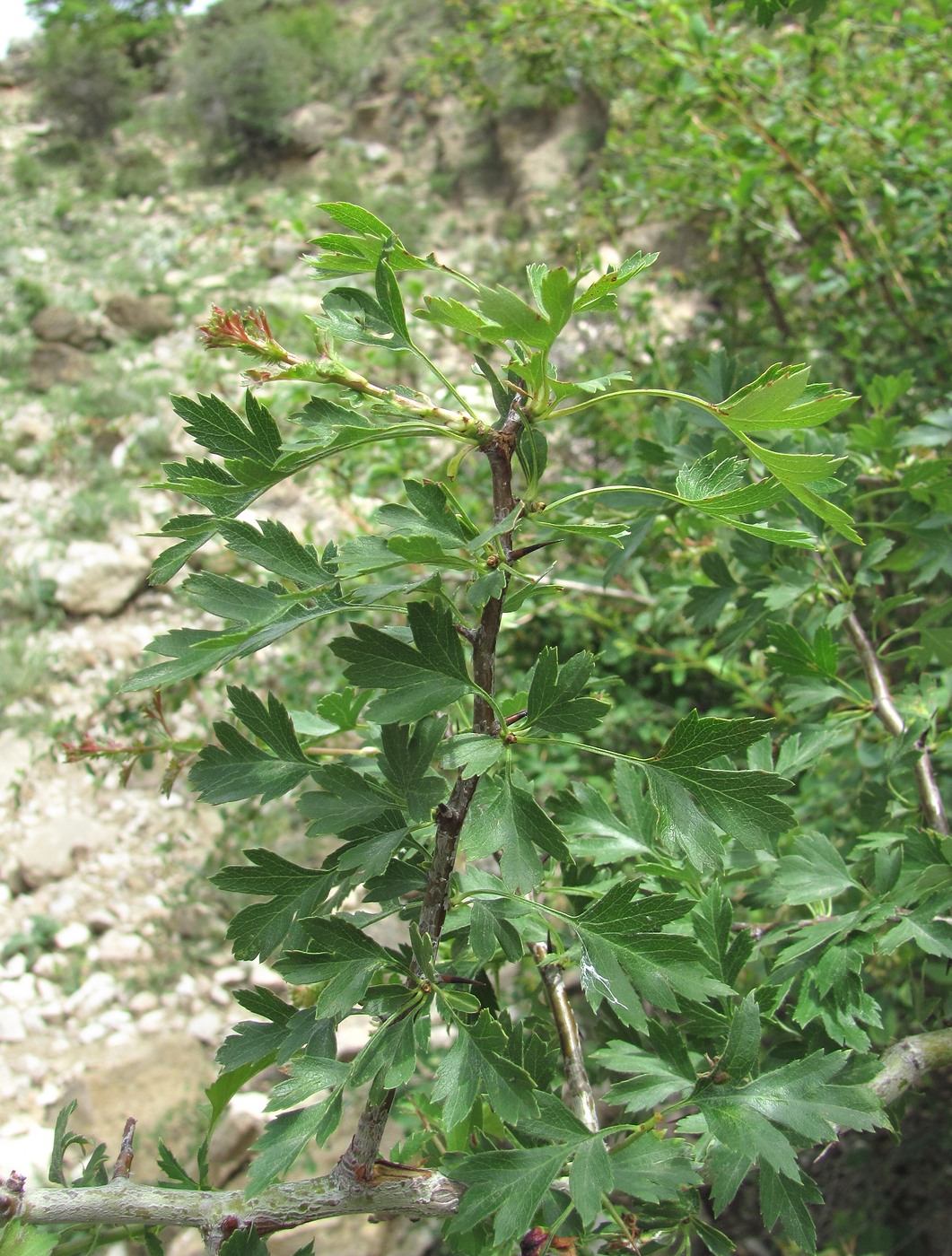 Image of genus Crataegus specimen.