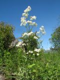 Galium boreale. Верхушка цветущего растения. Казахстан, Западный Алтай, правая сторона р. Бухтарма ниже слияния с р. Берель, мелкоскалистый степной склон юго-вост. экспозиции. 27 июня 2019 г.