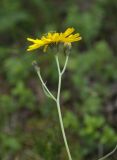 Hieracium laevigatum. Верхушка цветущего растения. Мурманская обл., окр. пос. Росляково, левый берег губы Грязная, опушка берёзового леса. 18.08.2019.