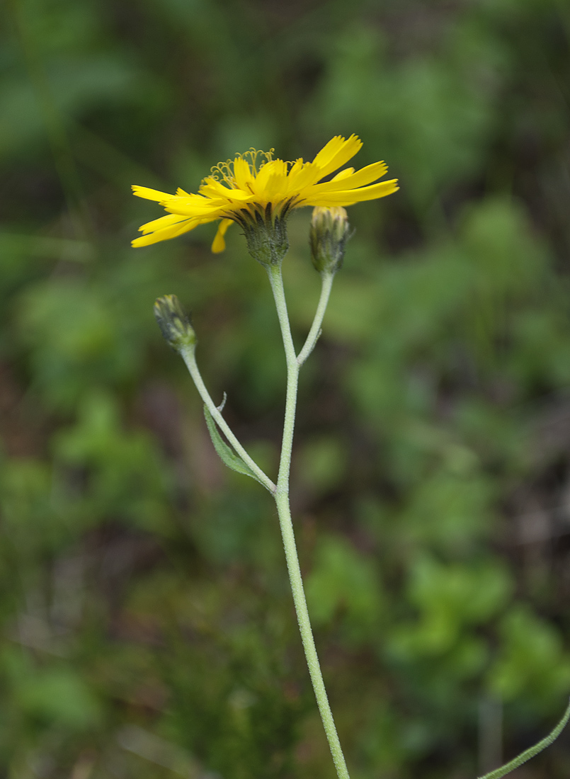 Изображение особи Hieracium laevigatum.