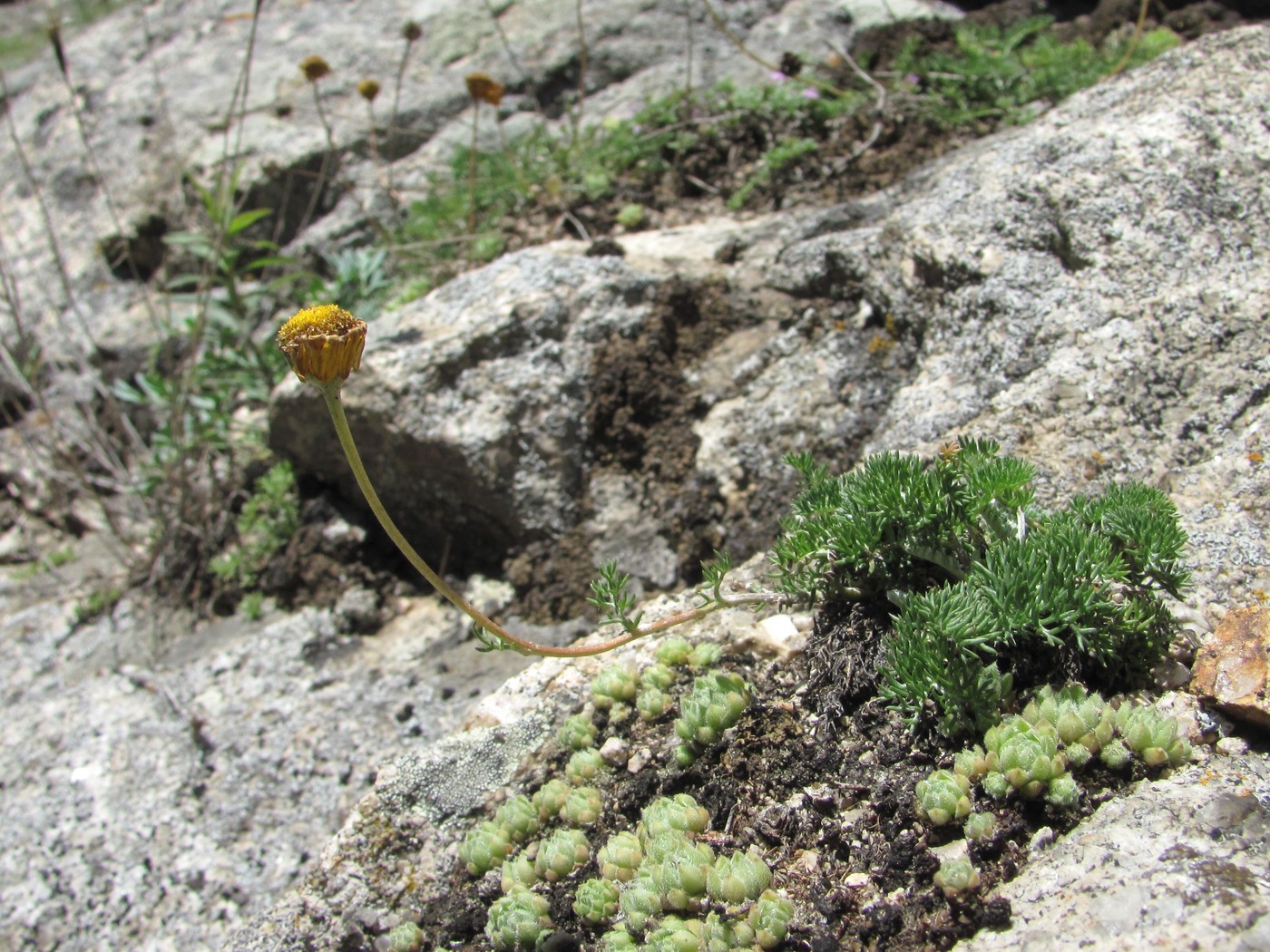 Изображение особи Anthemis marschalliana.