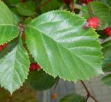 Crataegus submollis. Лист. Подмосковье, г. Коломна, в культуре. Сентябрь 2019 г.