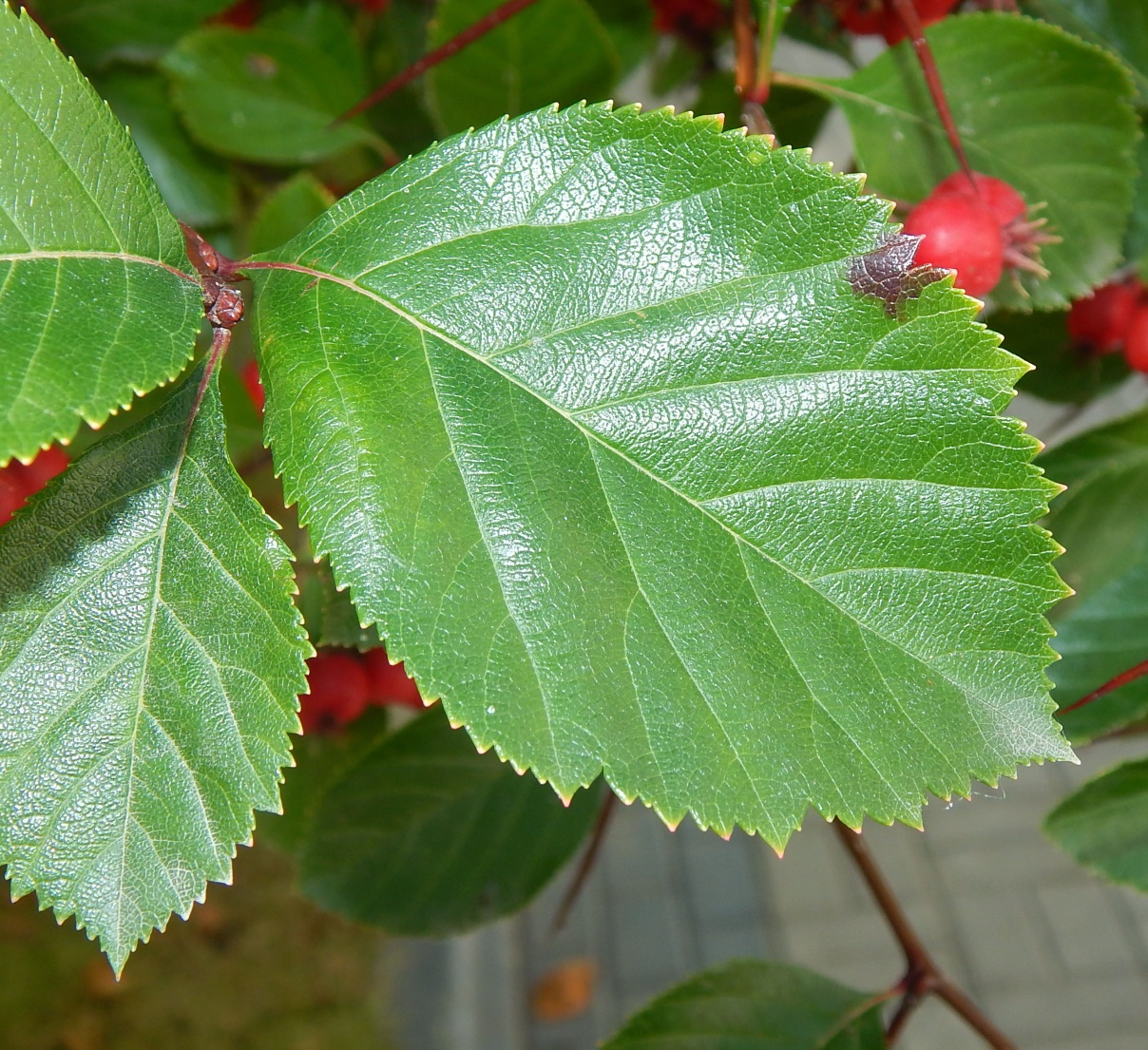 Image of Crataegus submollis specimen.