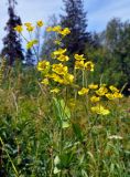 Bupleurum longifolium подвид aureum. Верхушка побега с соплодиями. Челябинская обл., Саткинский р-н, хребет Зюраткуль, ≈ 1000 м н.у.м., субальпийский луг. 31.07.2019.