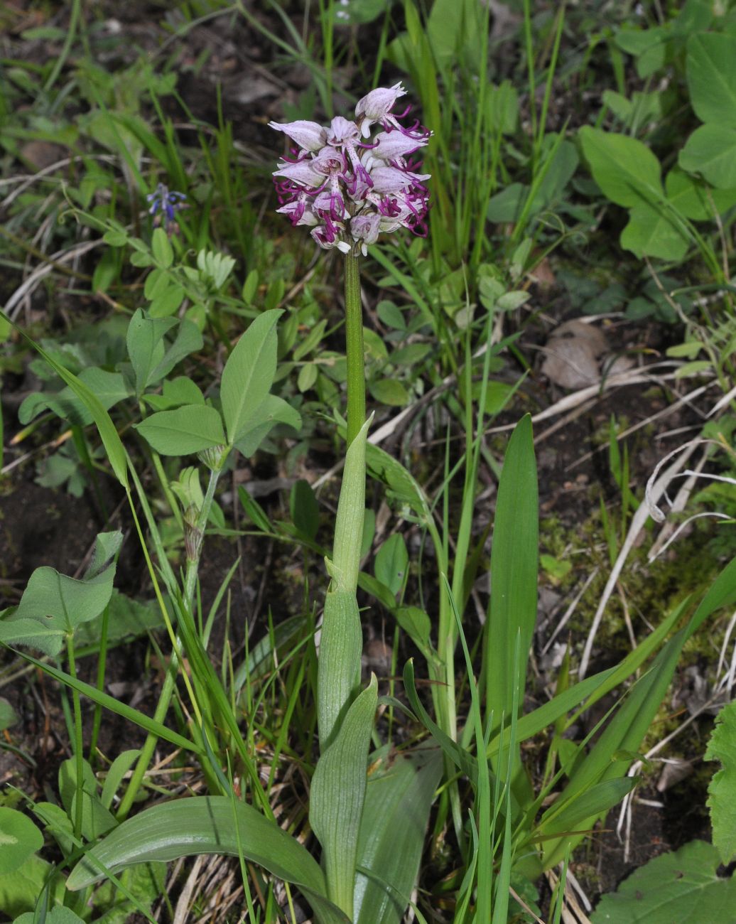 Image of Orchis simia specimen.