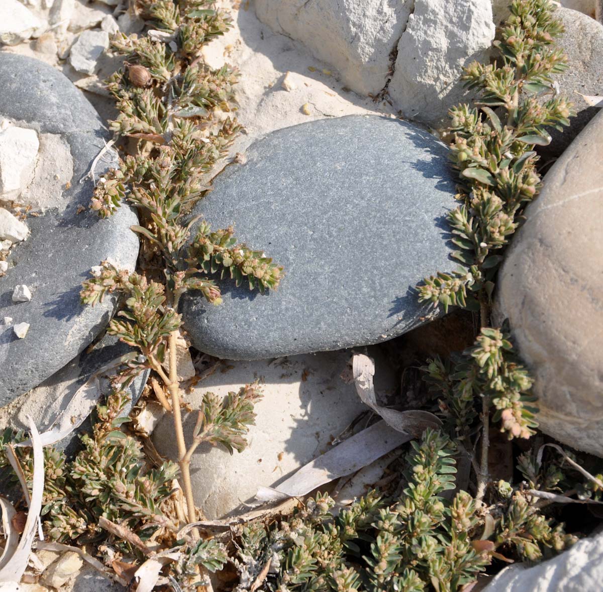 Image of Euphorbia maculata specimen.