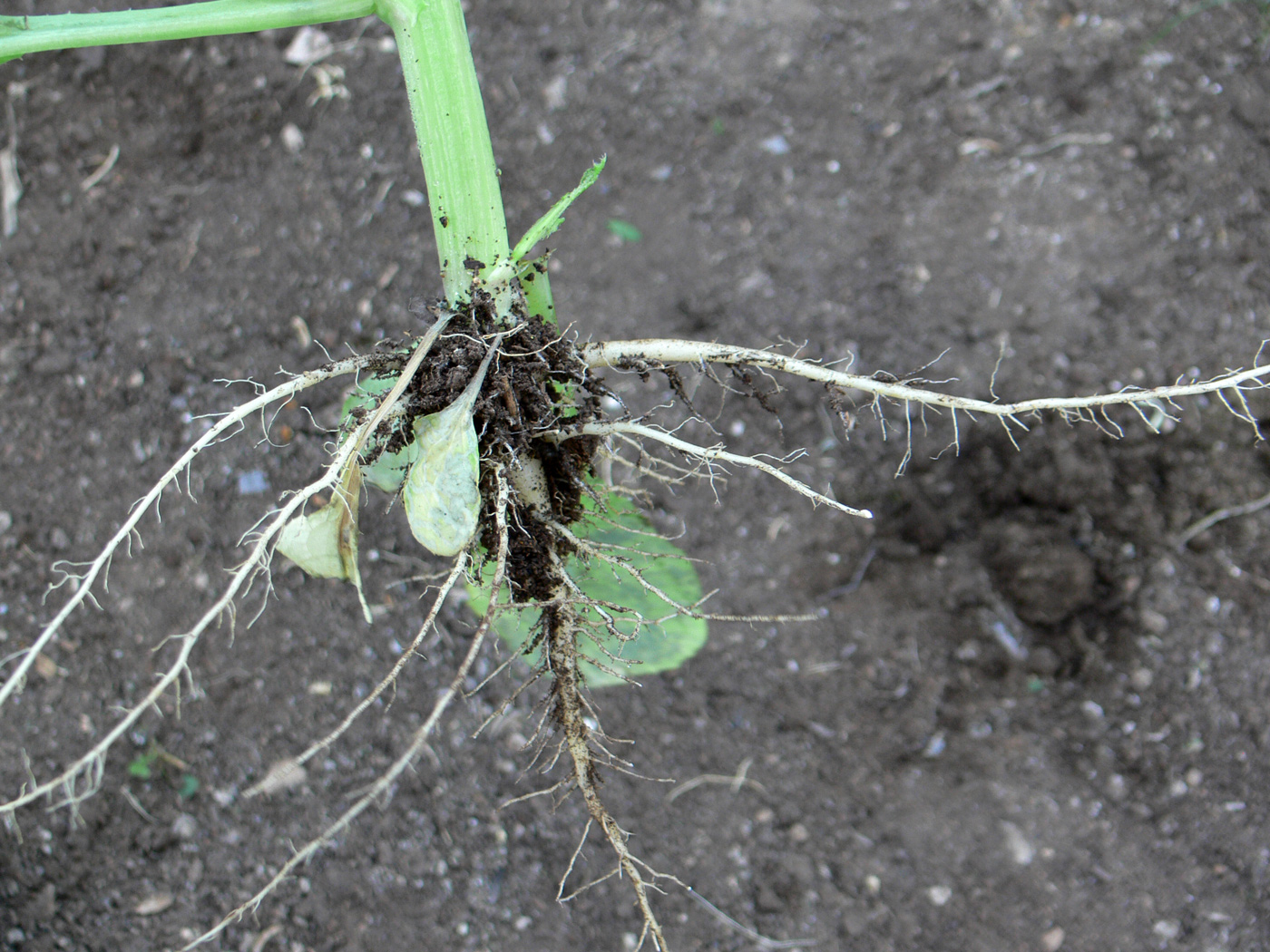 Image of Sonchus asper specimen.