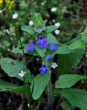 Ajuga genevensis. Верхушка побега с соцветием. Сербия, горный массив Златибор, гора Шарган, железная дорога Шарганская восьмёрка, сухой склон на опушке сосняка. 12.07.2019.