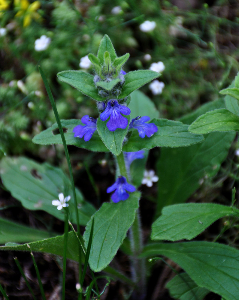 Изображение особи Ajuga genevensis.