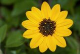 Helianthus debilis. Соцветие. Израиль, г. Бат-Ям, в культуре. 19.12.2018.
