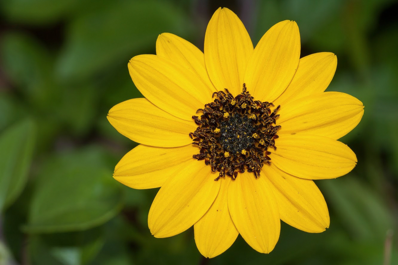 Изображение особи Helianthus debilis.