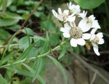 Achillea подвид macrocephala