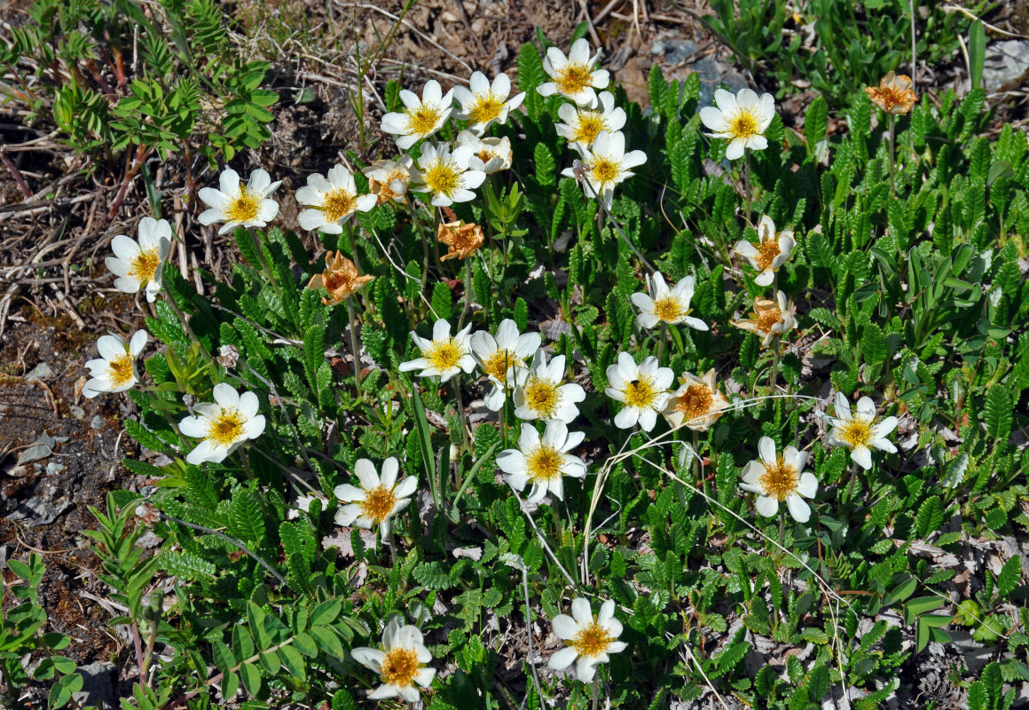 Изображение особи Dryas oxyodonta.