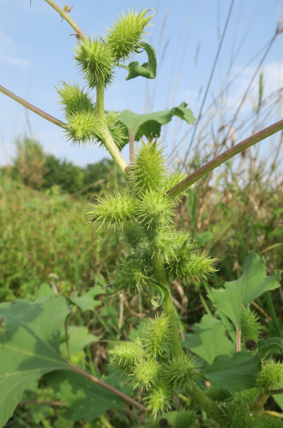 Image of Xanthium orientale specimen.