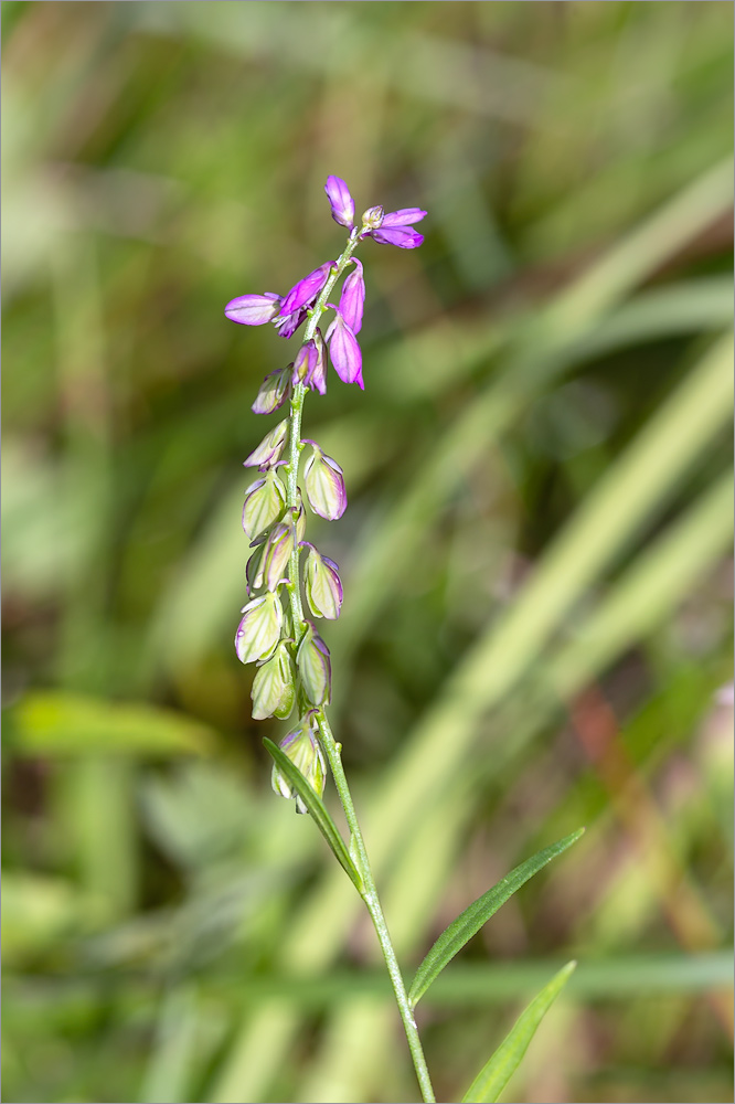 Изображение особи Polygala comosa.