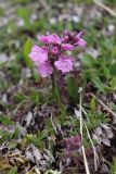 Pedicularis anthemifolia