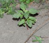 Chenopodiastrum murale