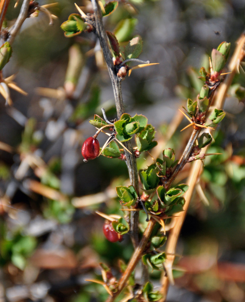 Image of Berberis sibirica specimen.