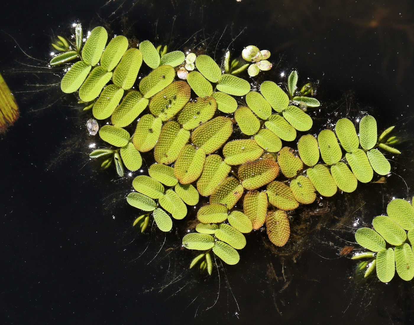 Image of Salvinia natans specimen.