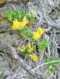 Chamaecytisus hirsutissimus