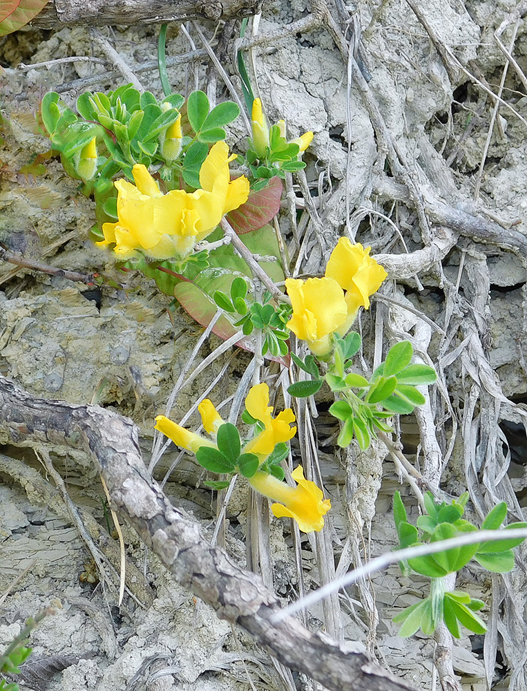 Image of Chamaecytisus hirsutissimus specimen.