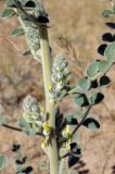 Astragalus lehmannianus