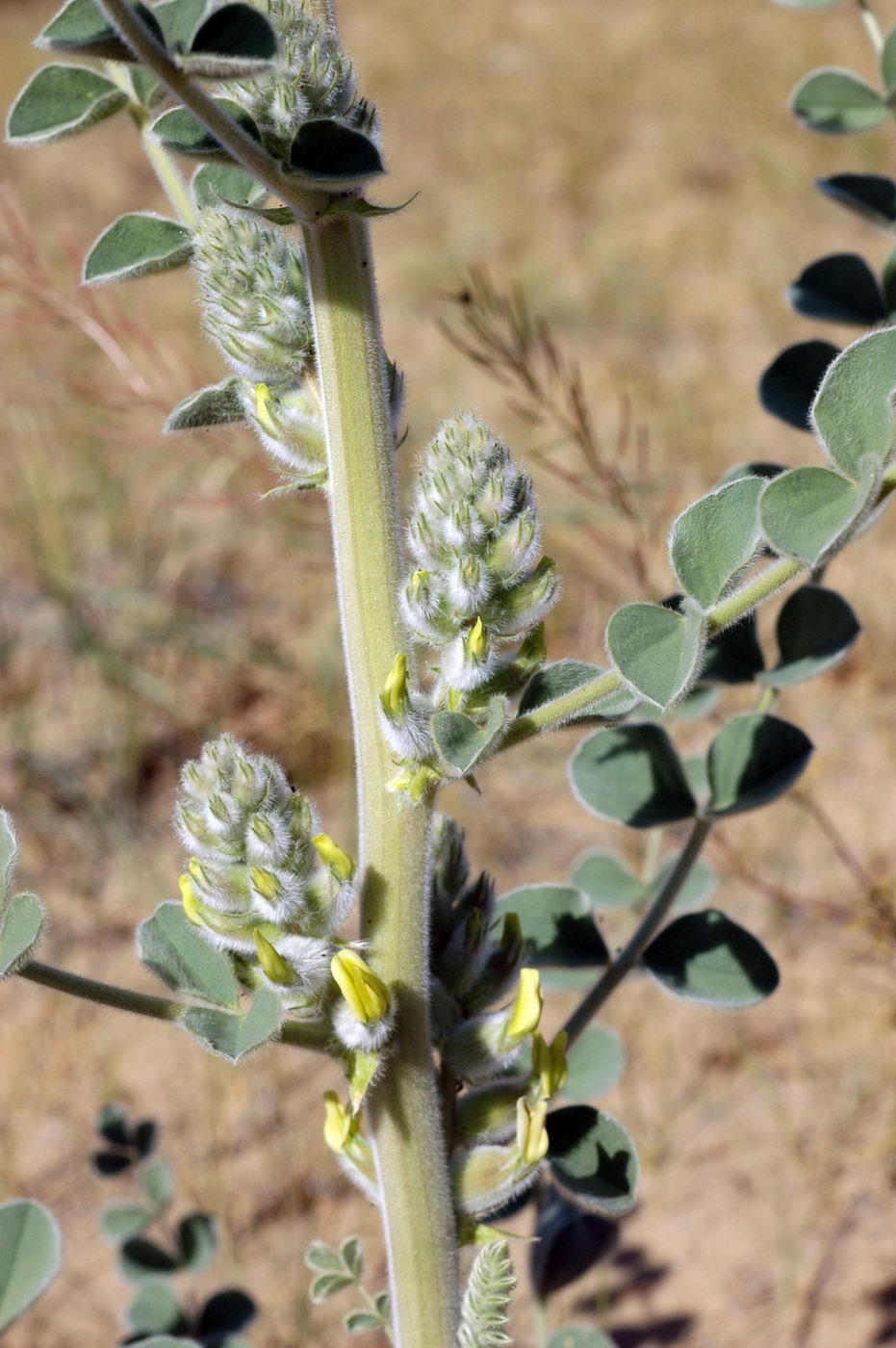 Изображение особи Astragalus lehmannianus.