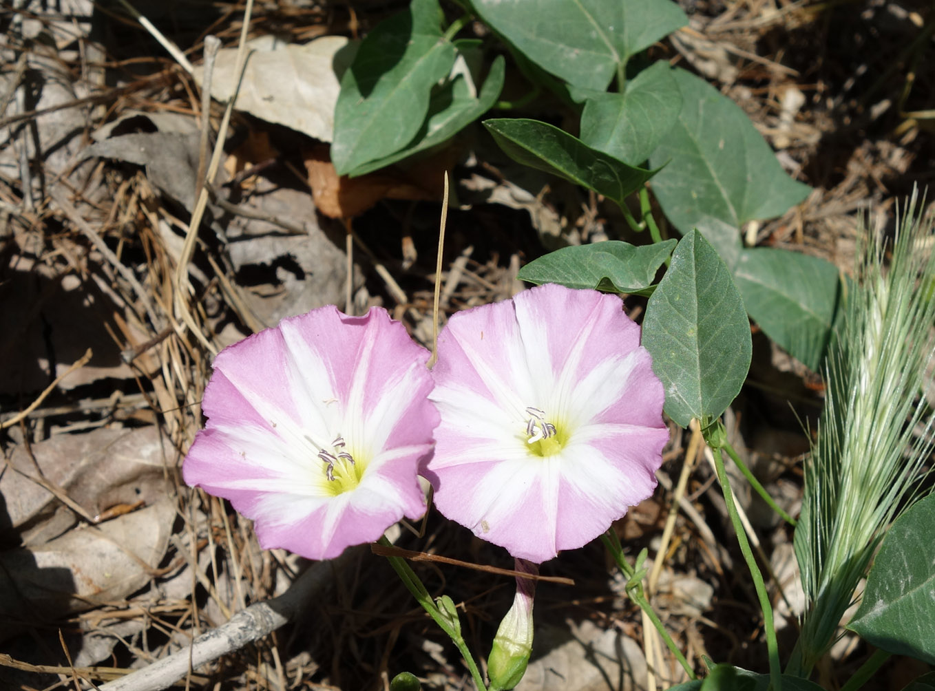 Image of Convolvulus arvensis specimen.