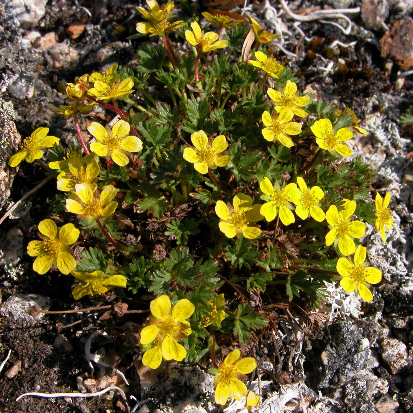 Изображение особи Potentilla elegans.