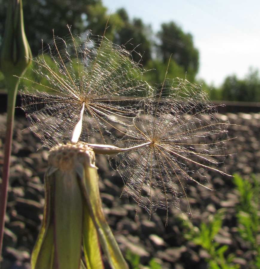 Image of Tragopogon pratensis specimen.