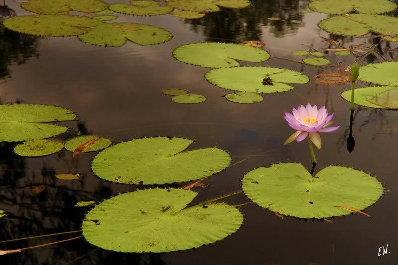 Image of genus Nymphaea specimen.