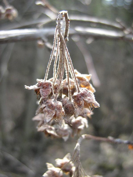 Изображение особи Physocarpus capitatus.