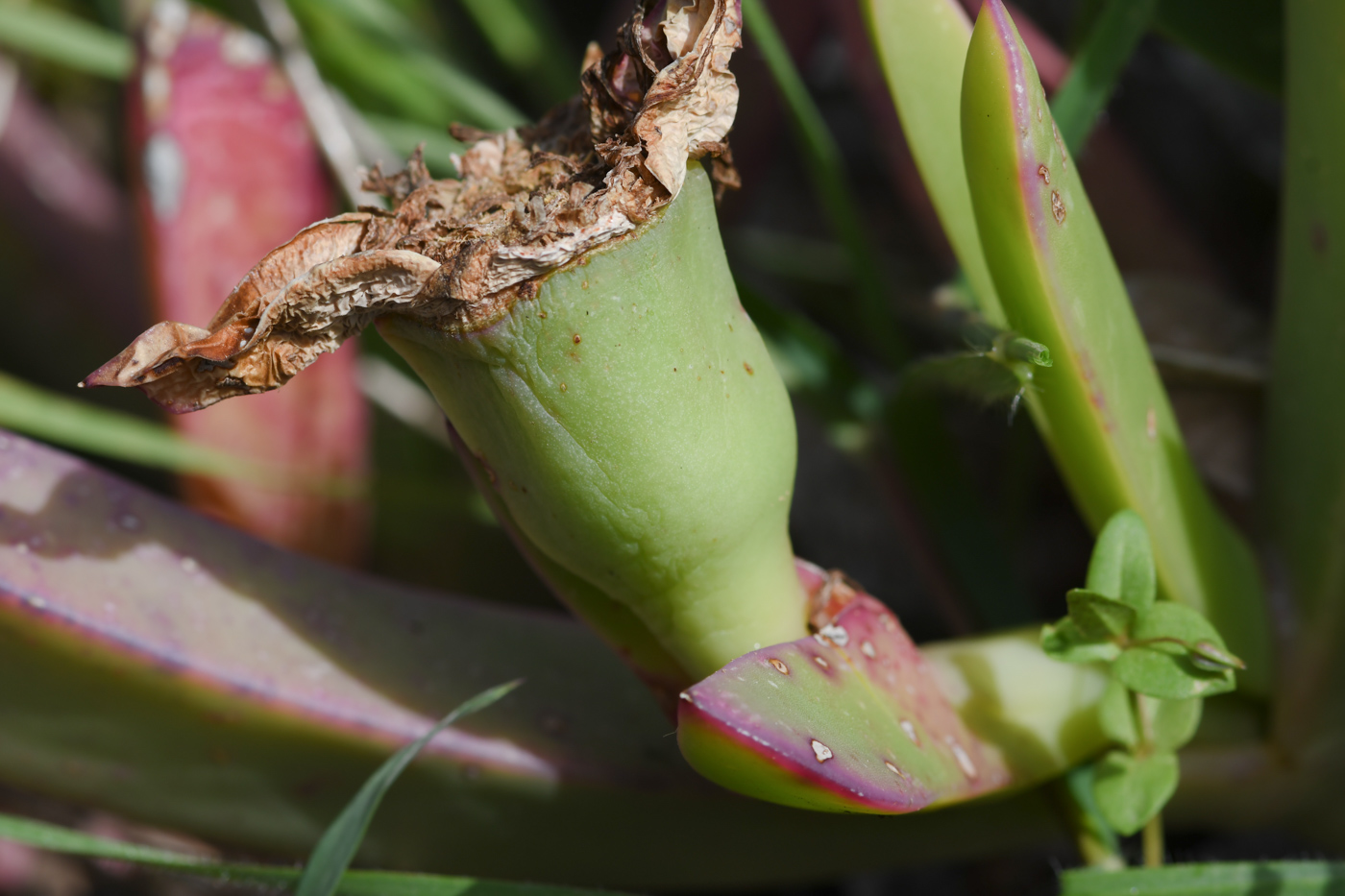 Image of Carpobrotus quadrifidus specimen.