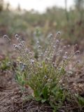 Myosotis micrantha