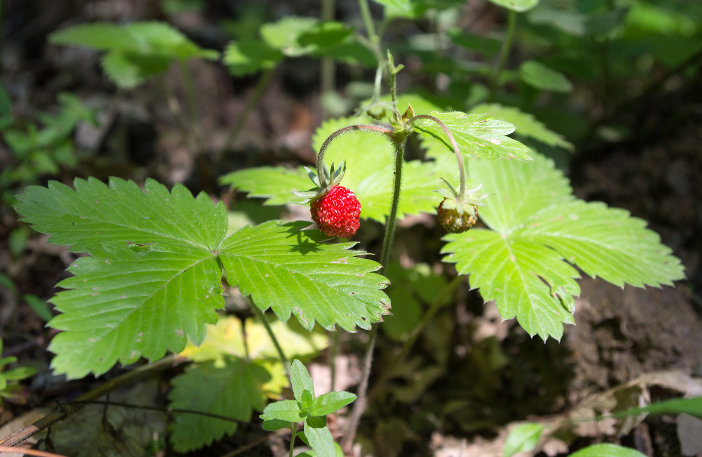 Изображение особи Fragaria vesca.