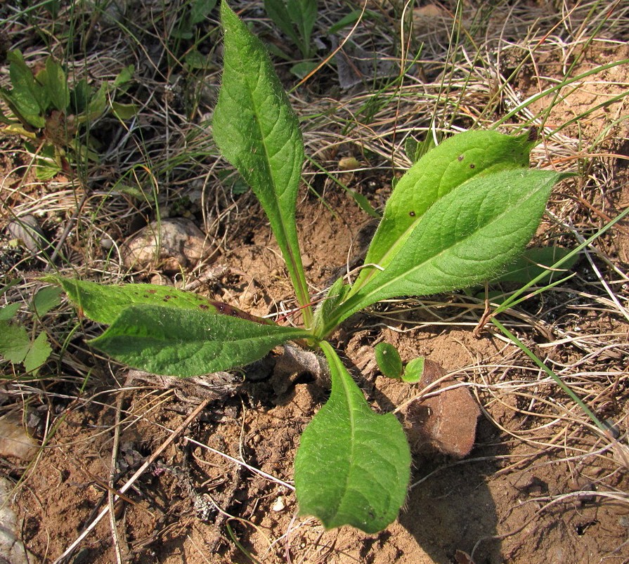 Изображение особи Knautia arvensis.