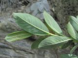 Image of taxon representative. Author is Геннадий Окатов