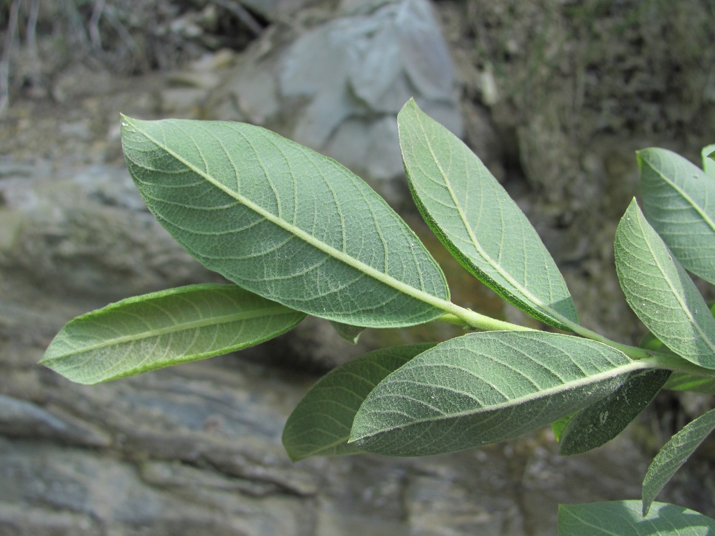 Image of Salix cinerea specimen.