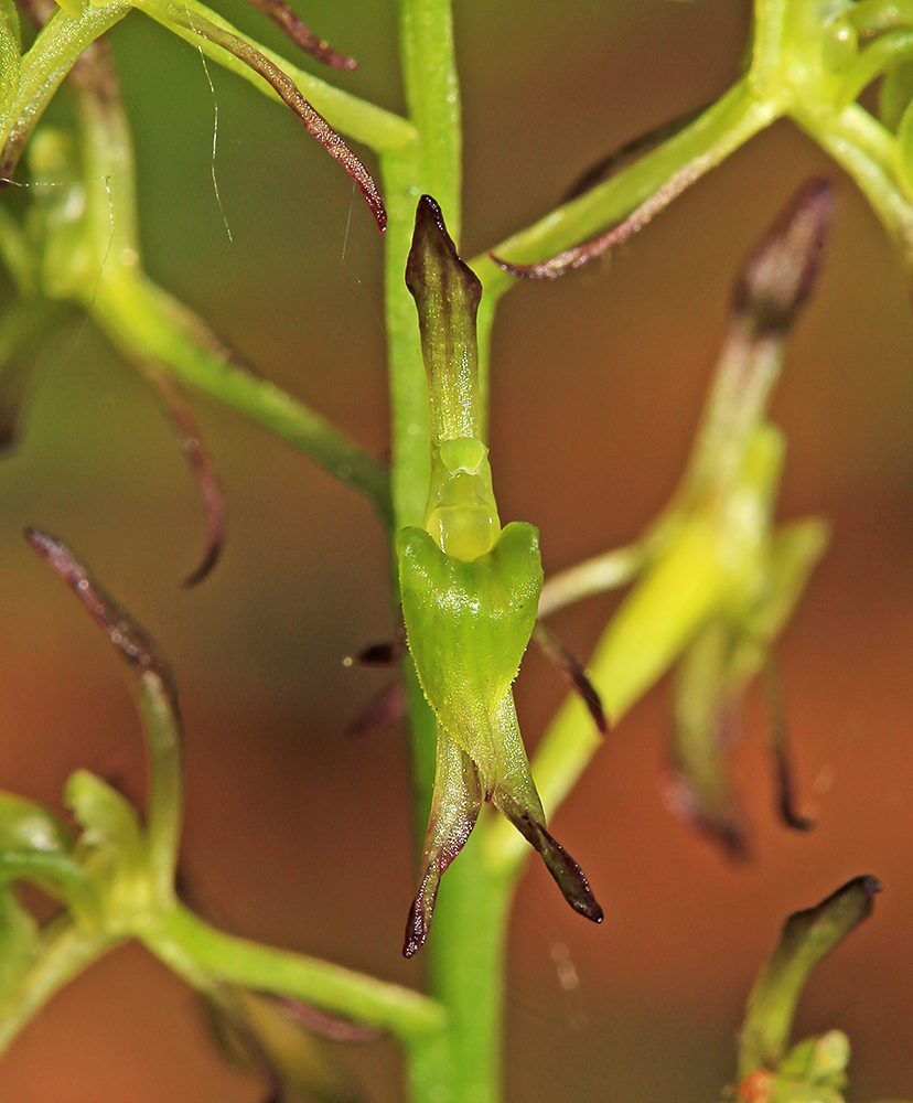 Image of Liparis krameri specimen.